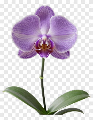 Purple Orchid Flower PNG