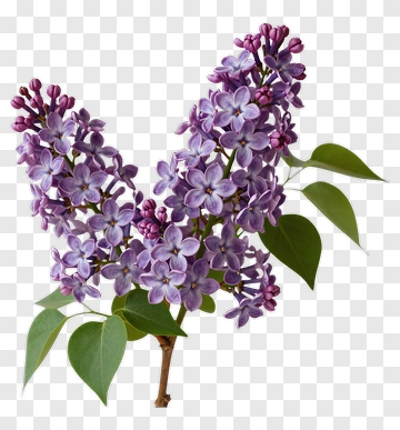 Lilac Flower Bunch PNG