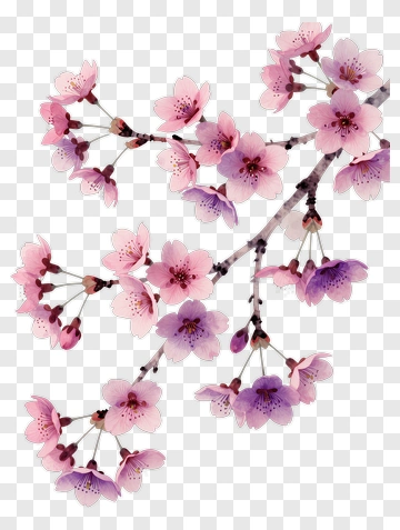 Colorful Cherry Blossom Branch PNG