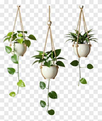 Hanging Plants In White Pots PNG