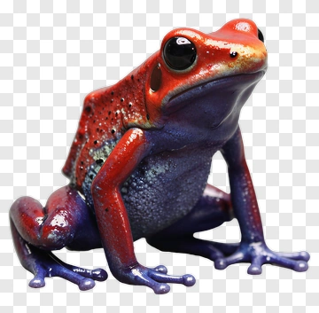 Colorful Frog PNG
