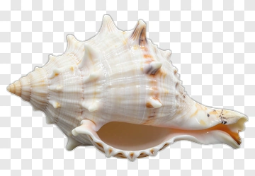 Spiral Seashell On White Background PNG