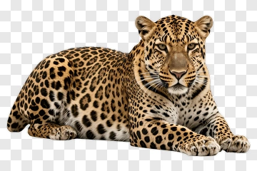 Leopard Lying Down PNG