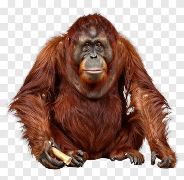 Orangutan Holding An Object PNG