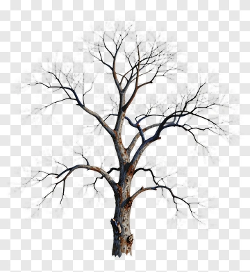 Deciduous Tree Without Leaves PNG