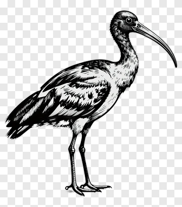 Illustration Of A Stork PNG