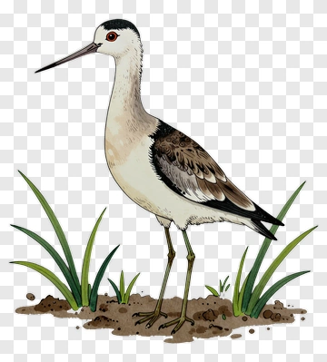 Bird Standing In Grass PNG