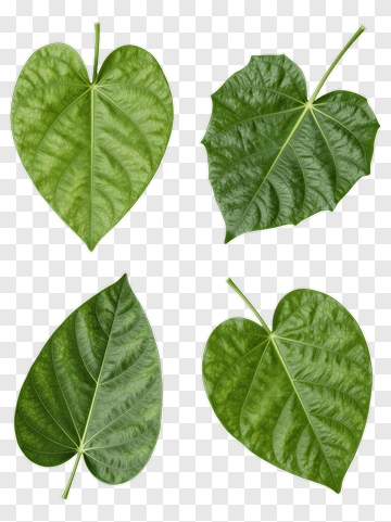 Collection Of Green Leaves PNG