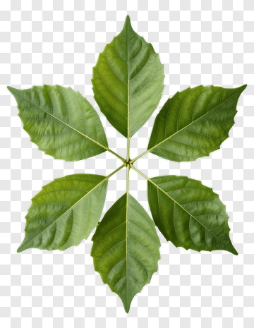 Green Leaf Arrangement PNG