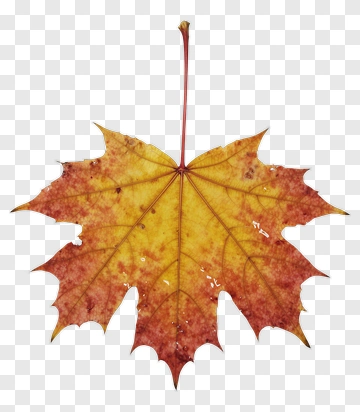Autumn Maple Leaf PNG