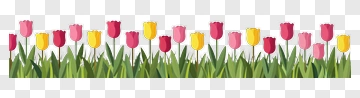 Colorful Tulip Flower Border PNG