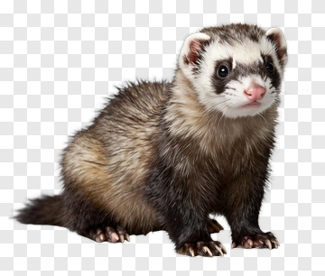 Ferret Standing On All Fours PNG