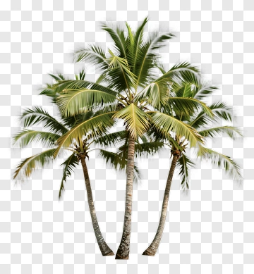 Group Of Palm Trees PNG