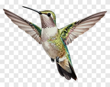 Hummingbird In Flight PNG
