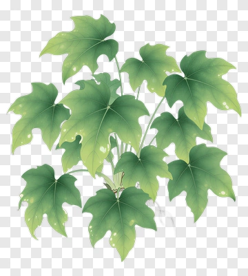 Green Plant With Maple Leaves PNG