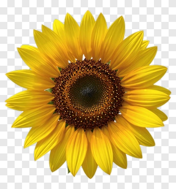Sunflower With Bright Yellow Petals PNG