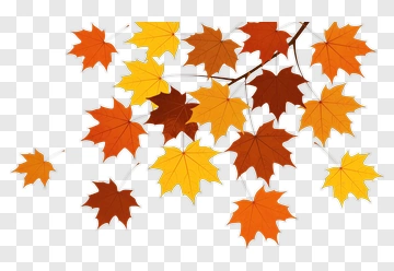 Colorful Autumn Maple Leaves PNG