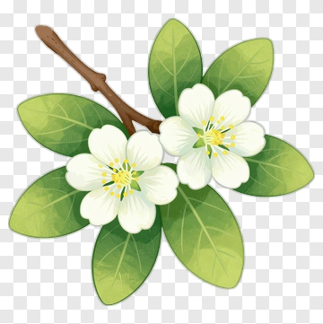 Flower Branch With White Blossoms And Green Leaves PNG
