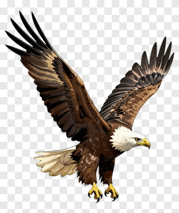 Eagle In Flight PNG