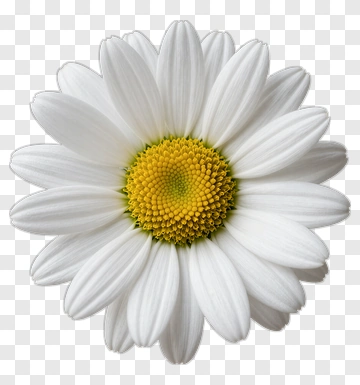 White Daisy Flower PNG