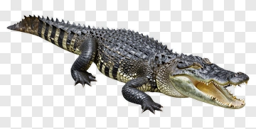 Crocodile With Open Mouth PNG