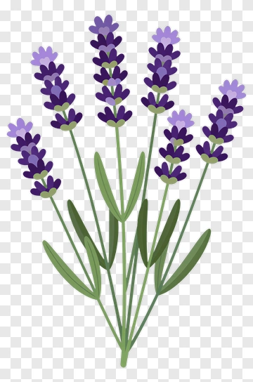 Lavender Flower Bouquet PNG
