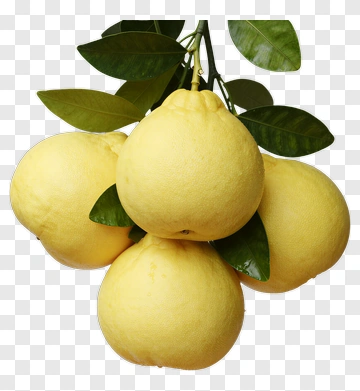 Fresh Pomelo Fruits On A Branch PNG