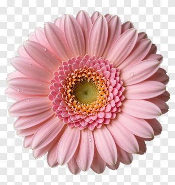 Pink Gerbera Flower PNG