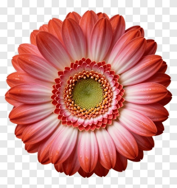 Pink Flower With Layered Petals PNG