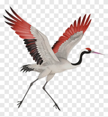 Red-Crested Crane In Flight PNG