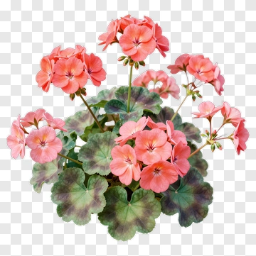 Pink Geranium Flower Bouquet PNG