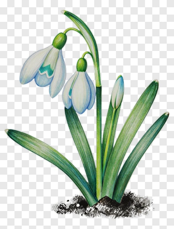 Snowdrop Flower With Green Leaves PNG