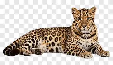Leopard Lying Down PNG