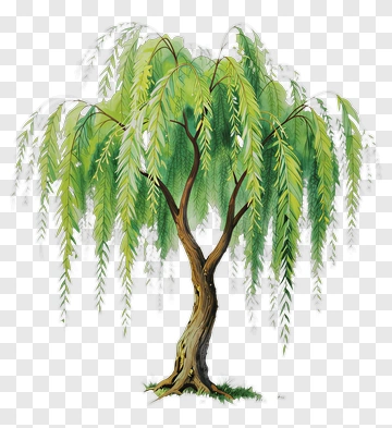 Willow Tree With Green Leaves PNG