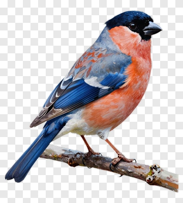 Colorful Bullfinch Perched On A Branch PNG