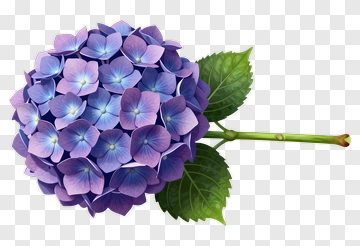Purple Hydrangea Flower PNG