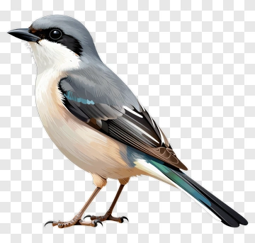 Illustration Of A Bird With Gray And Blue Feathers PNG
