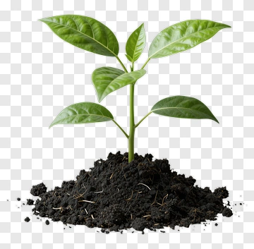 Green Plant Growing In Soil PNG
