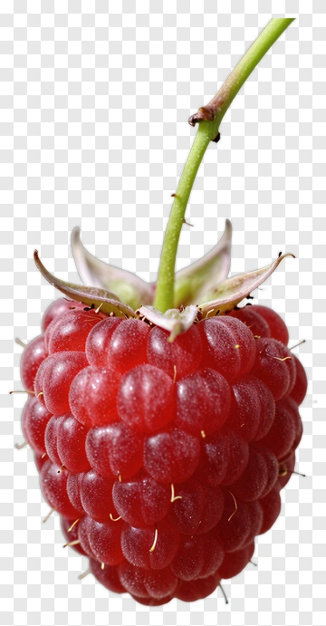 Fresh Red Raspberry With Green Stem PNG