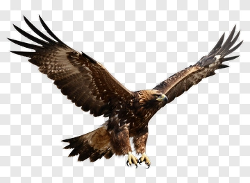 Golden Eagle In Flight PNG