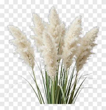 Pampas Grass Arrangement PNG