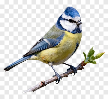 Blue Tit Bird On A Branch PNG