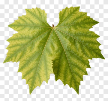 Green Leaf PNG