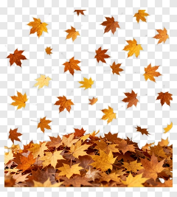 Fallen Autumn Leaves On The Ground PNG