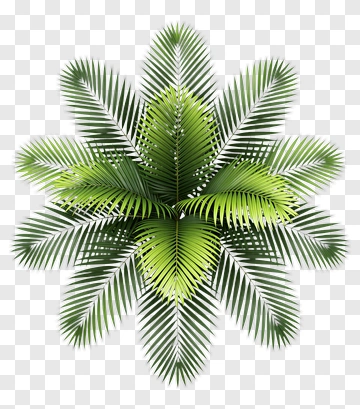 Green Palm Leaves Arrangement PNG