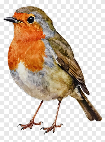 Colorful Robin Bird PNG