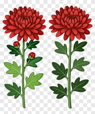 Red Chrysanthemum Flower Illustration PNG