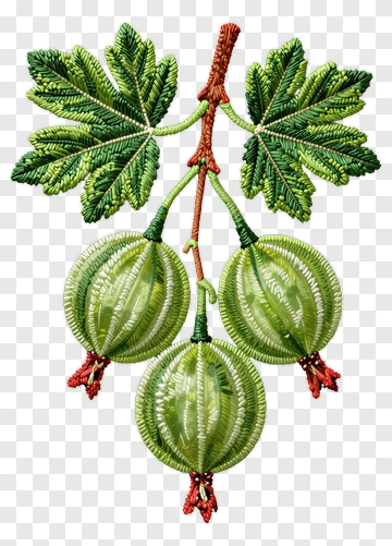 Embroidered Gooseberry Bunch With Leaves PNG