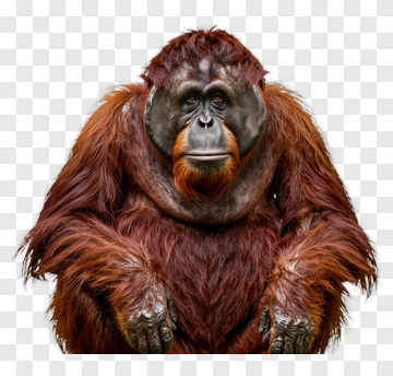 Realistic Orangutan Portrait PNG