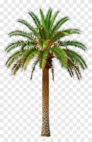 Palm Tree PNG